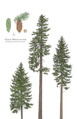 Fir, Douglas Pseudotsuga menziesii