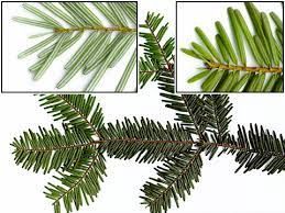 Fir, Grand Abies grandis