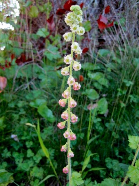 Fringecup, Fragrant Tellima grandiflora