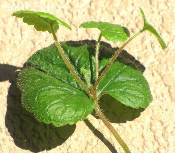 Piggy-back Plant Tolmiea menziesii