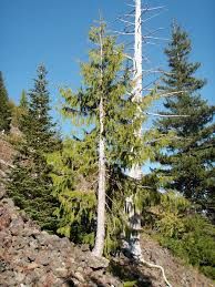 Cedar, Alaska Yellow Callitropsis nootkatensis