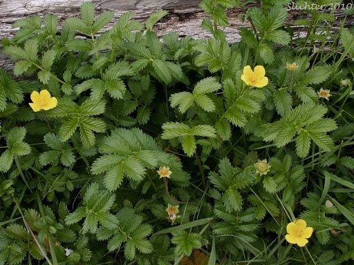 Silverweed, Pacific Potentilla anserina