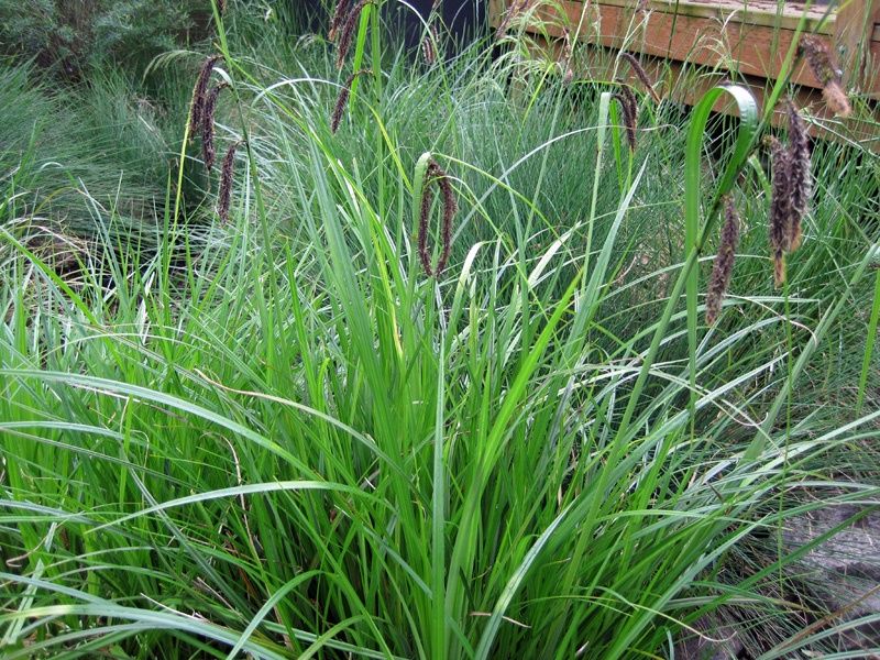 Sedge, Slough Carex obnupta