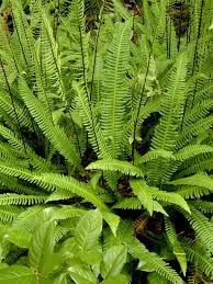 Fern, Deer Struthiopteris spicant