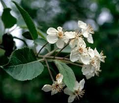 Crabapple, Pacific Native Malus (Pyrus) fusca
