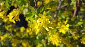 Currant, Golden Ribes aureum