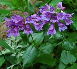Penstemon, Coast Penstemon serrulatus