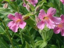 Monkey-flower, Great Purple Erythranthe lewisii