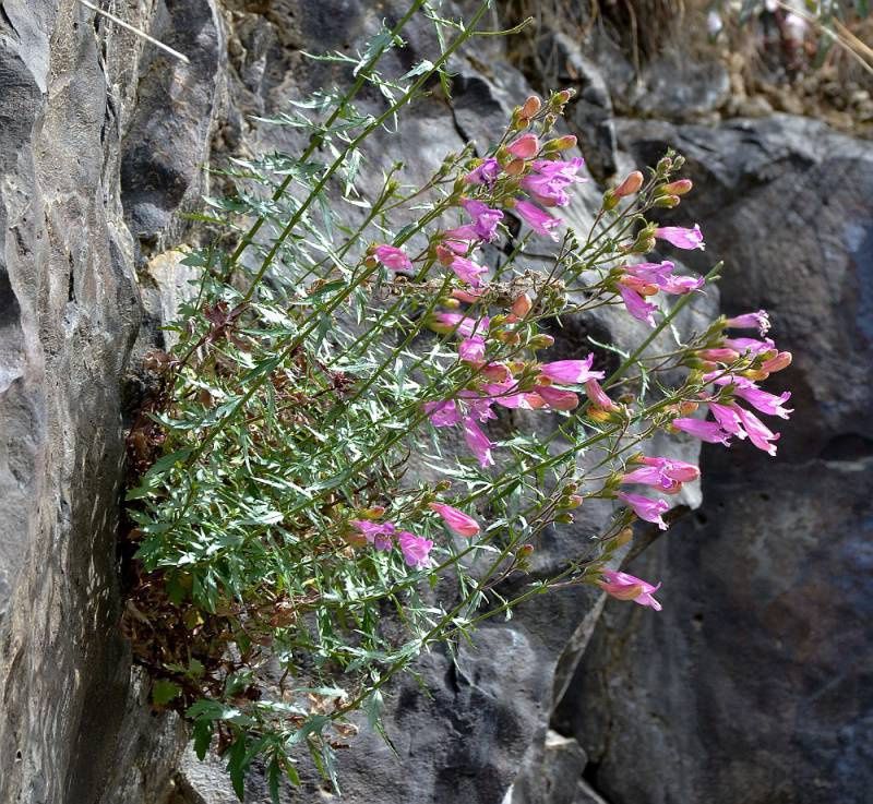 Penstemon, Richardson&#39;s Penstemon richardsonii