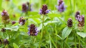 Self-heal Prunella vulgaris