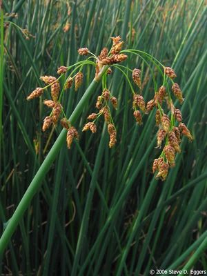 Bullrush, Soft-stem Schoenoplectus tabernaemontani