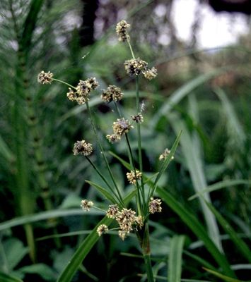 Bullrush, Small fruited Scirpus microcarpus