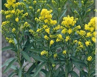 Goldenrod, W Canada Solidago lepida