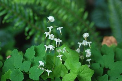 Inside-out-flower, White Vancouveria hexandra