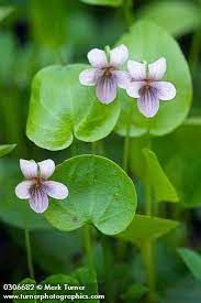 Violet, Marsh Viola palustris