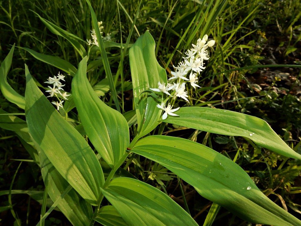 Solomon&#39;s-seal, Star-flowered Maianthemum stellatum