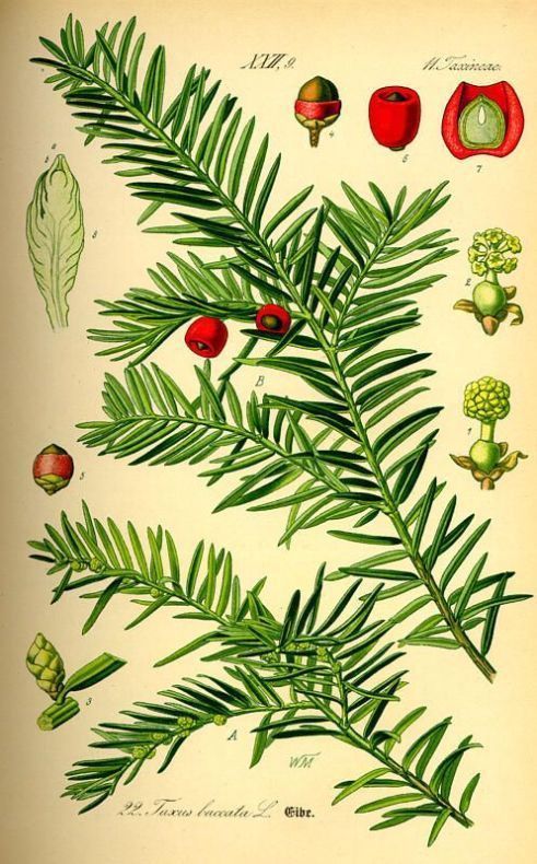 Yew, Pacific Taxus brevifolia