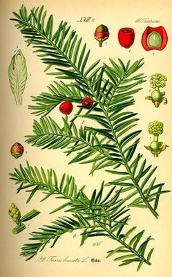 Yew, Pacific Taxus brevifolia