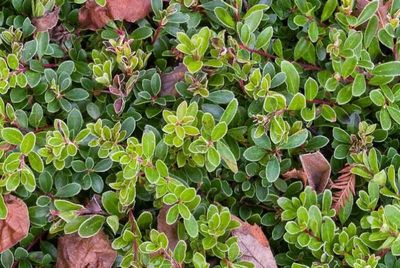 Kinnikinnick, Vancouver Jade Bearberry, Arctostaphylos uva-ursi