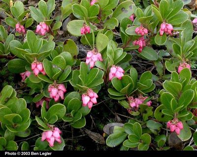 Kinnikinnick Arctostaphylos uva ursi