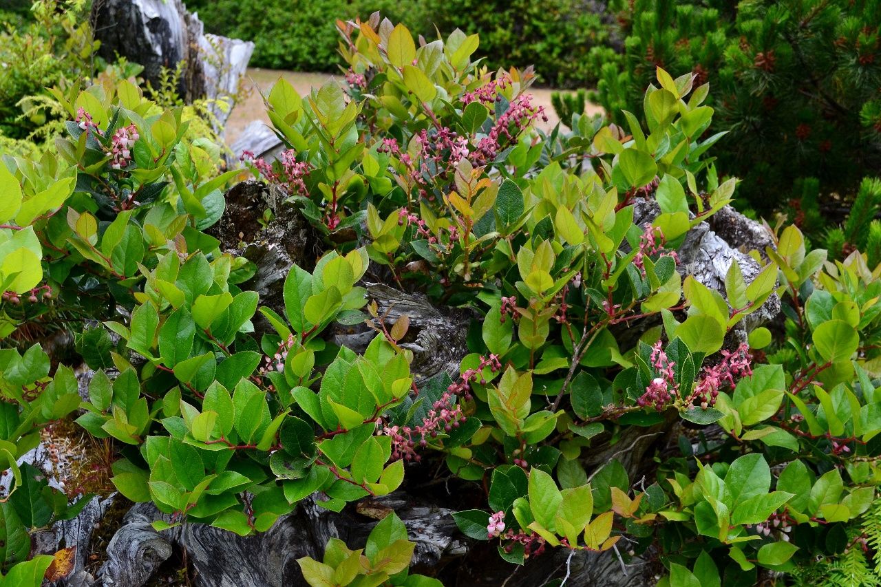 Salal Gaultheria shallon