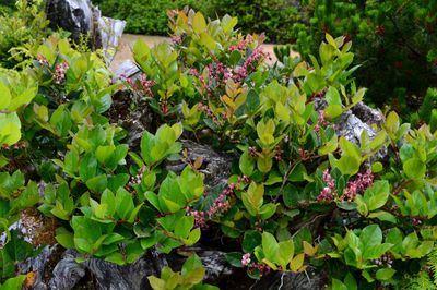 Salal Gaultheria shallon