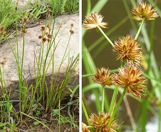 Rush, Knotty leaf Juncus acuminatus