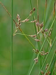 Rush, Baltic Juncus balticus