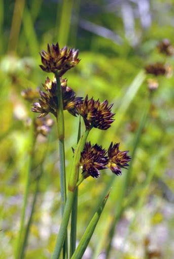 Rush, Dagger Juncus ensifolius