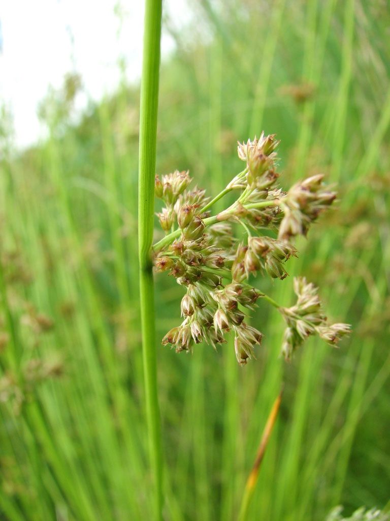Rush, Juncus effusus