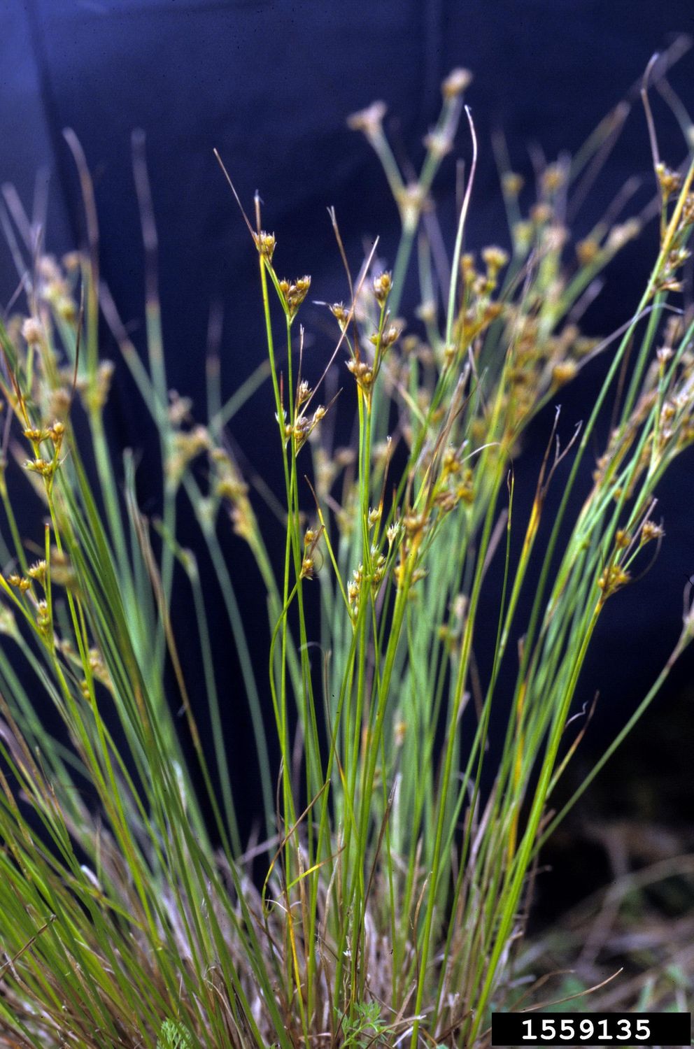 Rush, Slender Juncus tenuis