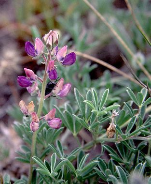 Lupine, Seashore Lupinus littoralis