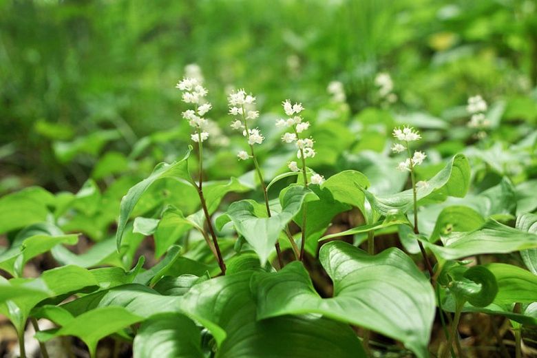 Lily-of-the-Valley, Wild Maianthemum dilatatum