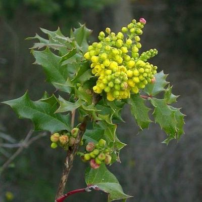 Oregon-grape, Tall Mahonia aquifolium