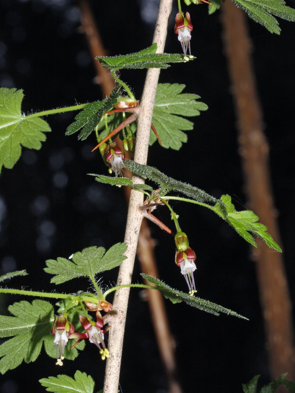 Gooseberry, Coast Black Ribes divaricatum