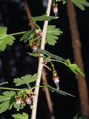 Gooseberry, Coast Black Ribes divaricatum