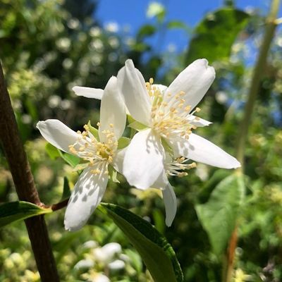 Orange, Lewis&#39; Mock Philadelphus lewisii
