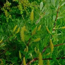 Willow, Pacific Salix lasiandra