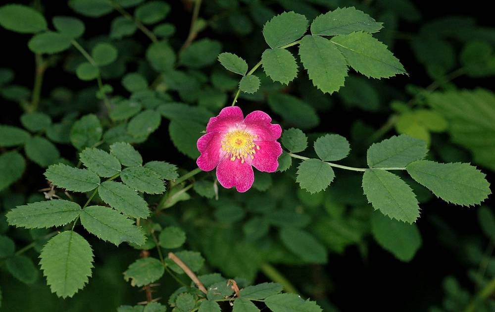 Rose, Baldhip-Small Fruit Rosa gymnocarpa