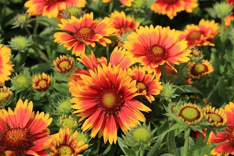 Blanket flower, Gaillardia aristata