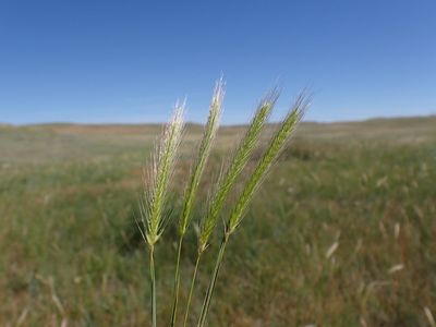 Barley, Meadow Hordeum brachyantherum