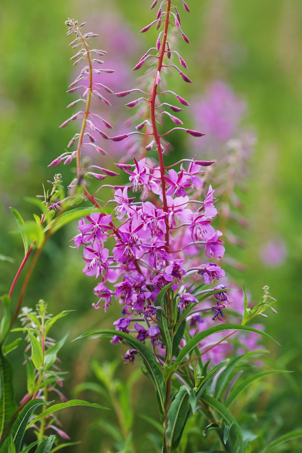 Fireweed, Chamaenerion angustifolium