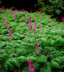 Corydalis, Scouler&#39;s Corydalis scouleri