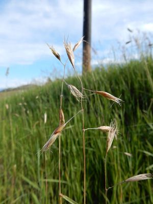 Oatgrass, California Danthonia californica