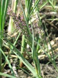Grass, Alkaline Distichlis spicata