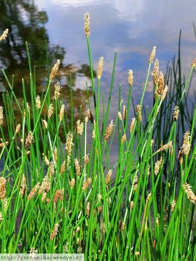 Spikerush, Common  Eleocharis palustris