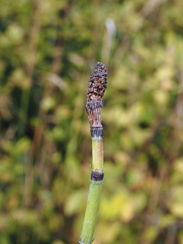 Rush, Scouring horsetail Equisetum hyemale