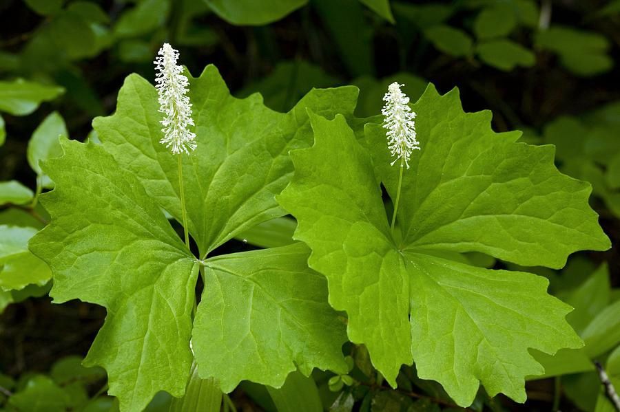 Vanilla Leaf Achlys triphylla