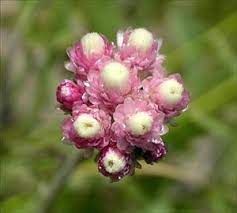 Pussytoes, Rosy Antennaria microphylla