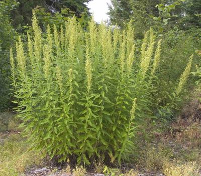 Mugwort, Coastal Artemisia suksdorfii